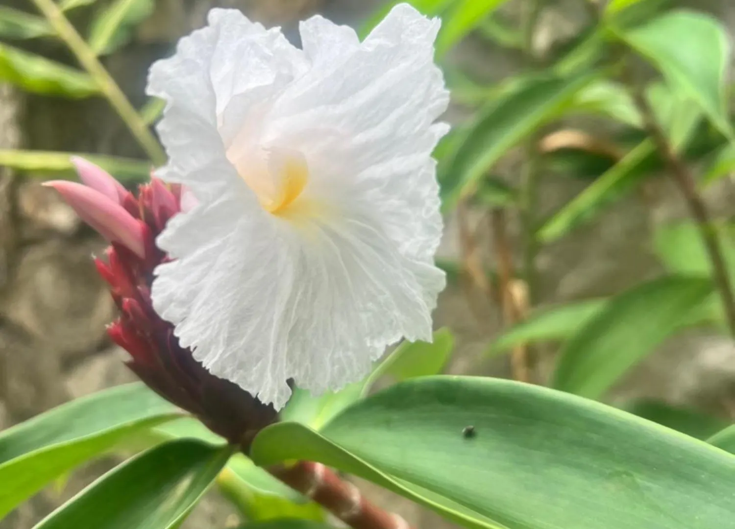 公寓 Beautiful Tropical Eco Cabin With Private River Kupuis